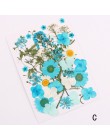 Flor prensada mezcla orgánica Natural secas flores DIY arte floreado colección regalo mejor precio