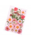 Flor prensada mezcla orgánica Natural secas flores DIY arte floreado colección regalo mejor precio