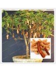 10 partículas/bolsa de tamarindo bonsái árbol hogar Decoración del jardín Diy planta fruta árbol bonsái vegetal bonsái jardín