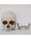 Estatuas escultura resina Halloween decoración del hogar artesanía decorativa cráneo tamaño 1:1 modelo vida réplica médica de al